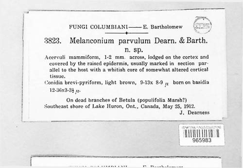 Melanconium parvulum image